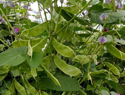 蔬菜種子種植戶客戶點評-一梭梭的，真是結(jié)坨了，“特早春”扁豆市斤批價達(dá)到10元