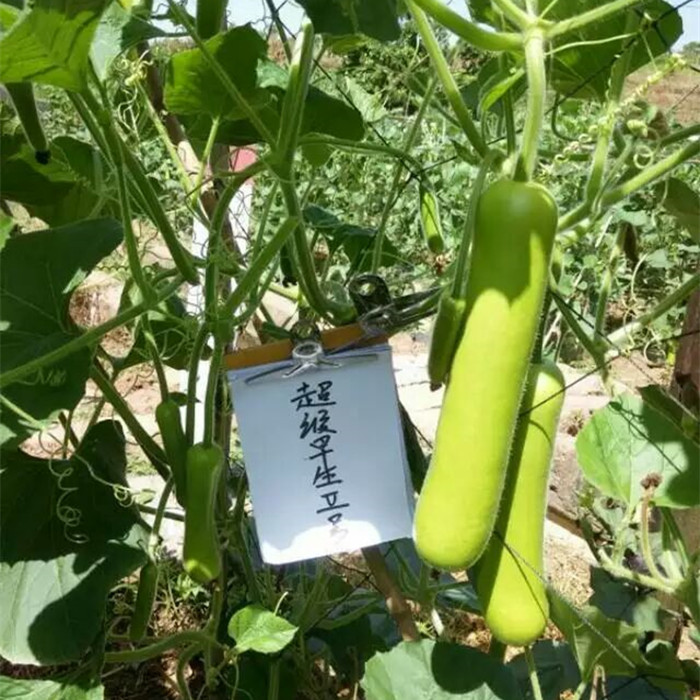 早生2號瓠瓜（宜賓）