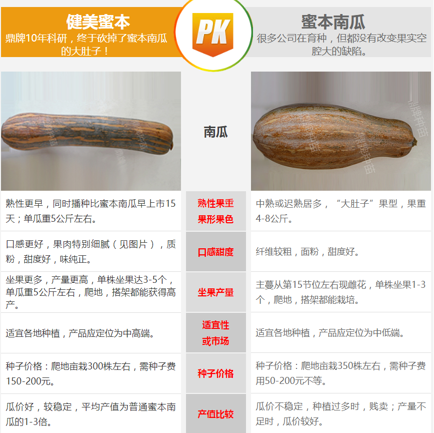 生吃都好吃南瓜新品種，沒有大肚子，肉質更密致，農戶試種下