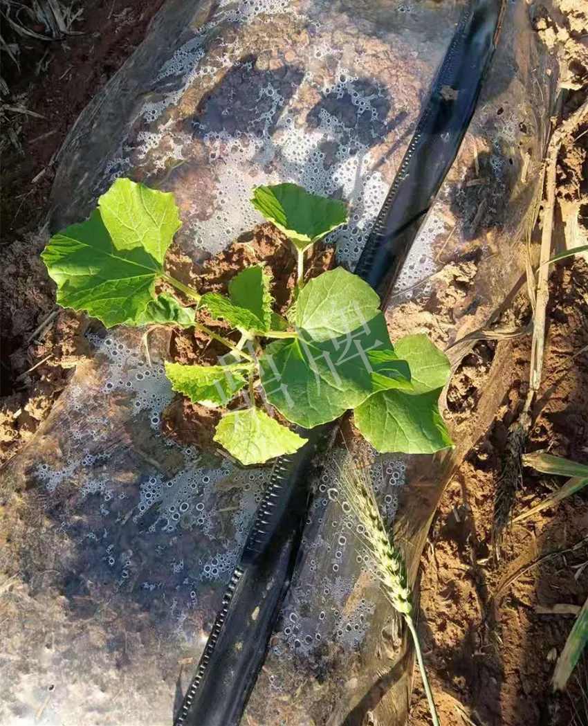 河南焦作的李向林今年種植甜瓜新品種，客戶直接拉貨走人