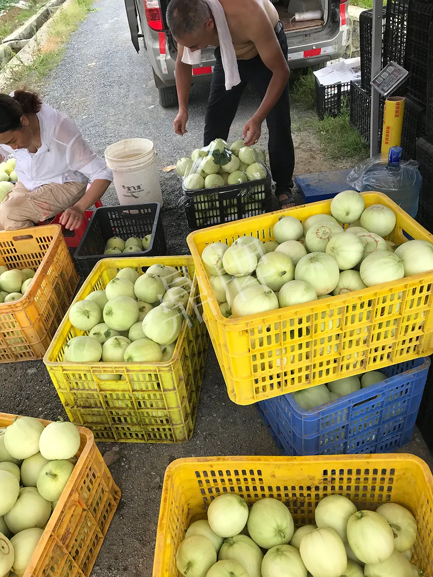 郴州農(nóng)戶種植新品種，果實(shí)又香又甜，很好賣