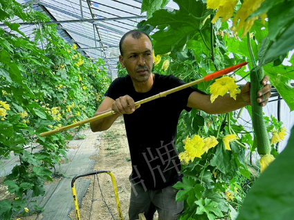 蔬菜種子種植戶客戶點評-這種絲瓜在法國，批發(fā)都是30元/kg