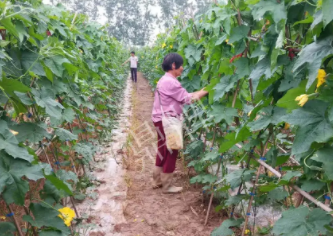 蔬菜種子種植戶客戶點評-85歲老奶奶，還是種植基地的領頭人，做的怎么樣？一起去看看…